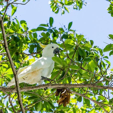 Kipara Tropical Rainforest Retreat Airlie Beach Exterior foto