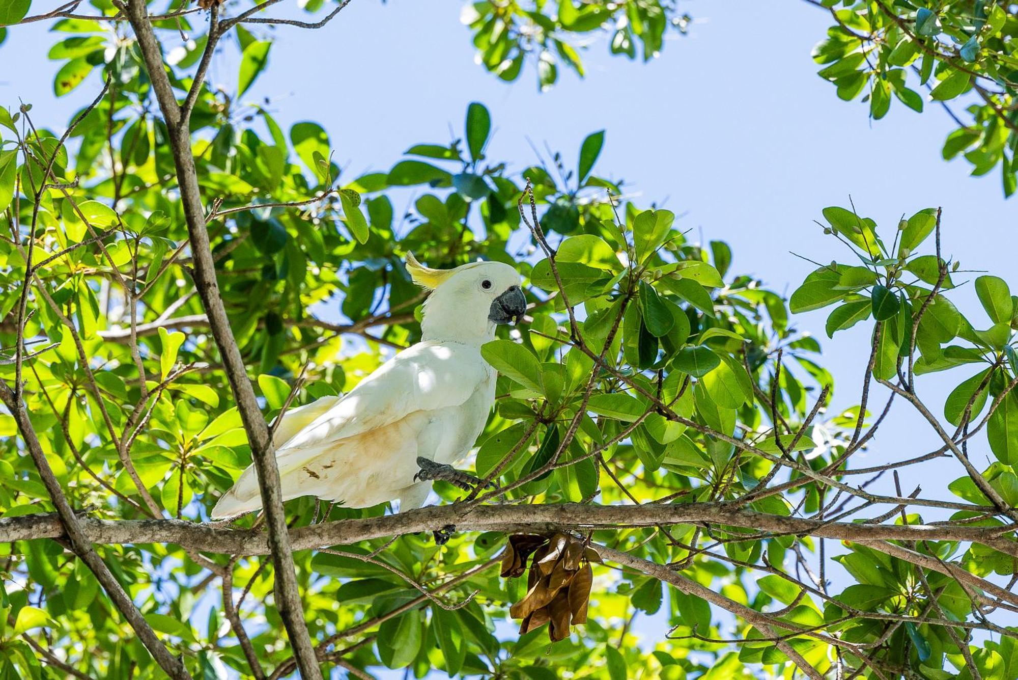 Kipara Tropical Rainforest Retreat Airlie Beach Exterior foto
