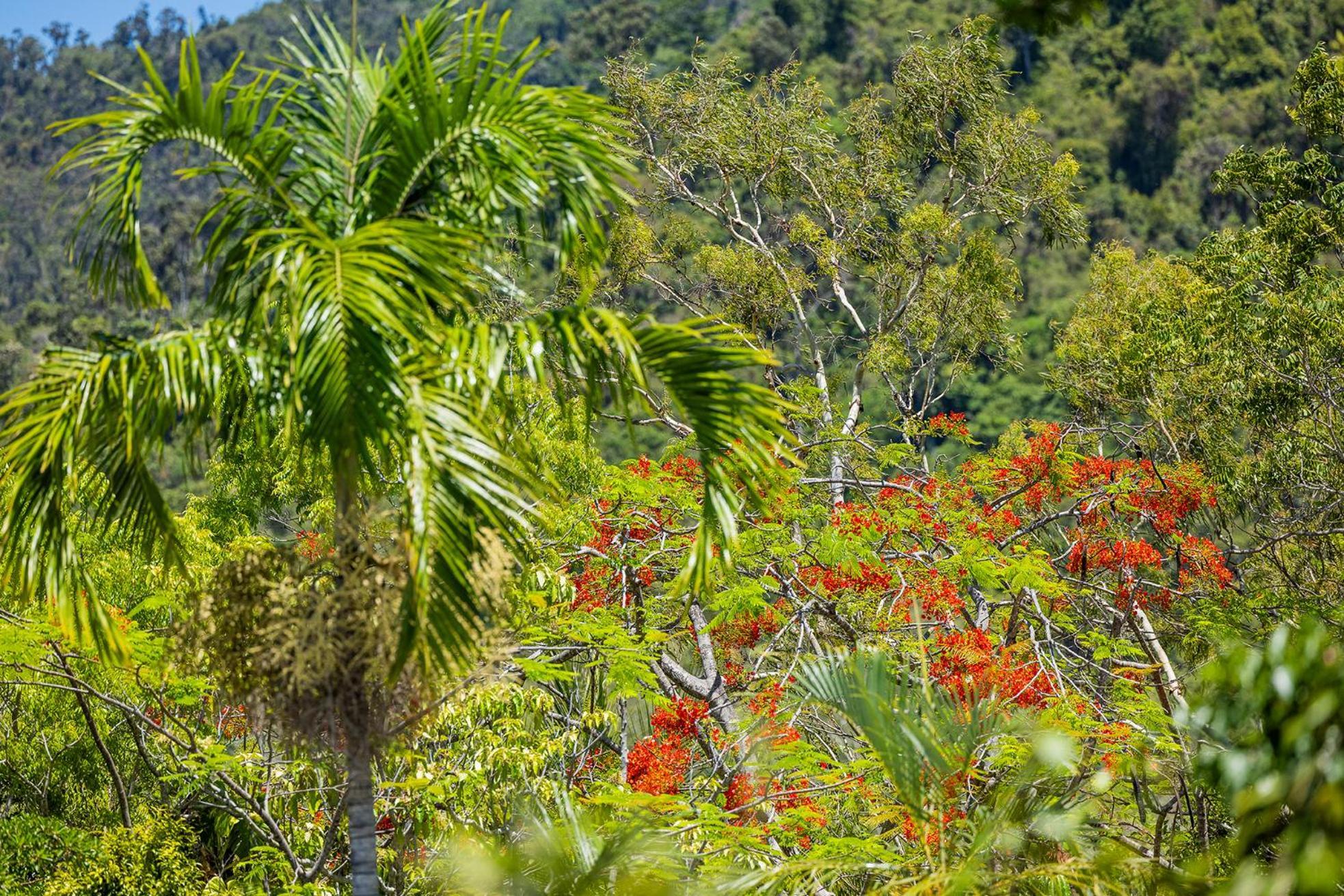 Kipara Tropical Rainforest Retreat Airlie Beach Exterior foto
